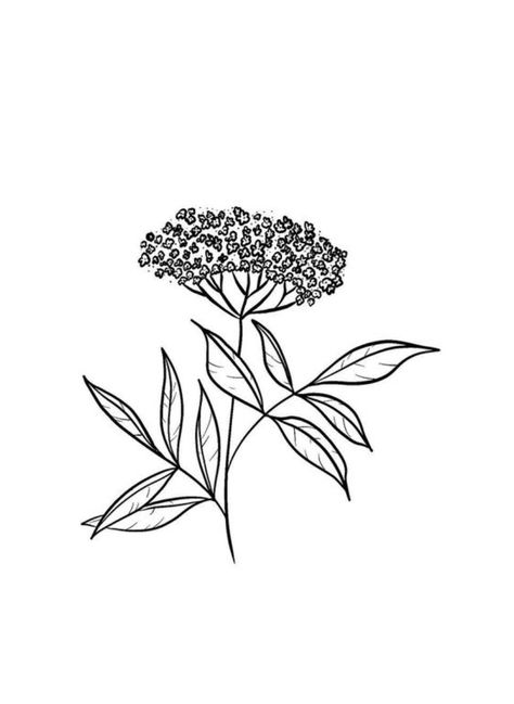 Elderflower Drawing, Elderflower Tattoo, Elderberry Flower, Palm Mehndi Design, Optical Illusion Tattoo, Floral Tattoos, Flower Line Drawings, Plant Drawing, Botanical Flowers