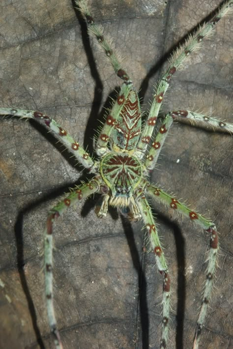 Huntsman spider (Heteropoda boiei) | Found on a night hike i… | Flickr Spider Bites Piercing, Cool Spiders, Nails Spider Web, Drawing Spiderman, Spider Photography, Spiderman Party Ideas, Drawing Spider, Web Drawing, Tattoo Spider