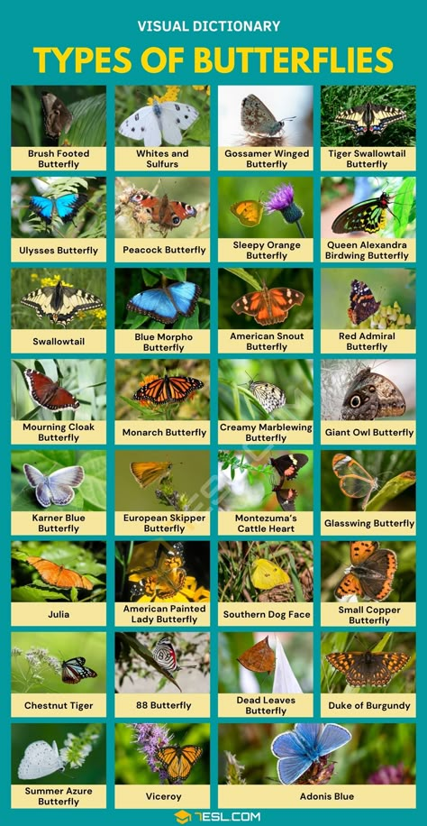 Butterfly Identification, Sonic Reference, Glasswing Butterfly, Butterfly Facts, Butterfly Board, Butterfly Garden Plants, Botanical Sketchbook, Types Of Butterflies, Gossamer Wings