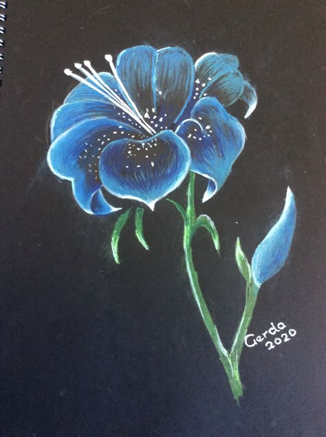 Drawing With Black Paper, Black Paper Drawing Flower, Color Pencil Art On Black Paper, Chalk Pastel On Black Paper, Flower Painting On Black Background, Oil Pastel On Black Paper Easy, What To Draw On Black Paper, Pencil Art On Black Paper, Flower Drawing On Black Paper