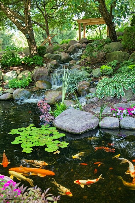 Ponds Ideas, Koi Pond Ideas, Pond Decor, Tanaman Air, Koi Pond Design, Koi Fishes, Fish Pond Gardens, Kolam Koi, Taman Air