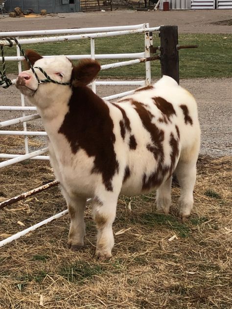 Fluffy Cows Aesthetic, Cute Fluffy Cows, Cute Fluffy Cow, Aesthetic Cows, Fuzzy Cows, Pretty Cows, Cows Aesthetic, Cows Cute, Cow Aesthetic