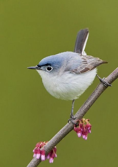 Blue Gray Gnatcatcher, Nuthatches, Bird Houses Painted, Bird Watcher, Backyard Birds, Bird Drawings, Pretty Birds, Wildlife Animals, Bird Photo