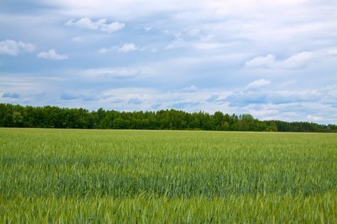 Background Green Landscape, Green Field Aesthetic, Nature Background Landscape, Campo Aesthetic, Environment Aesthetic, Background Environment, Background Tree, Field Background, Background Summer