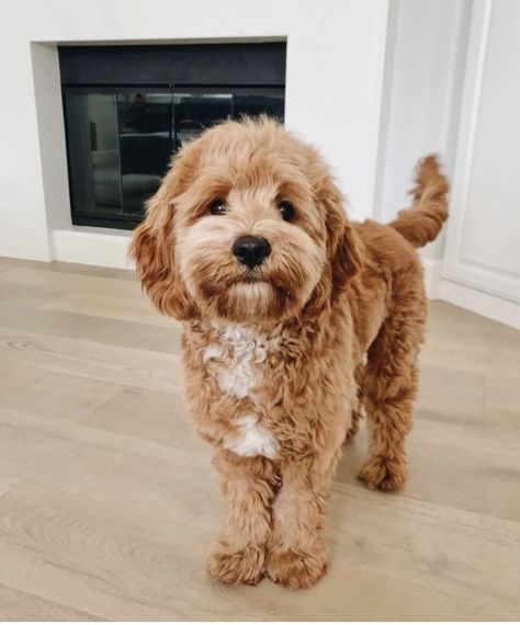 Poodle And Golden Retriever, Mini Goldendoodle Grooming Styles, Golden Doodle Medium Size, Mini Labradoodle Haircut Style, Cavadoodle Full Grown, Toy Cavoodle Full Grown, Australian Labradoodle Mini, Petite Mini Goldendoodle, Golden Doodles Puppies