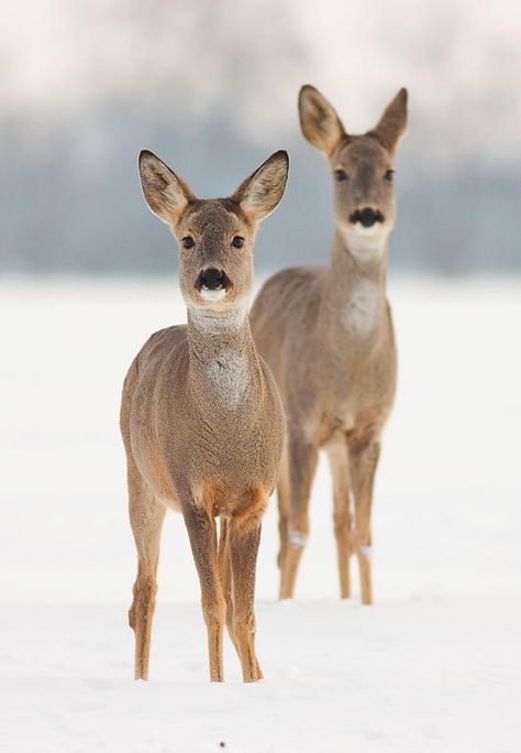 Water Deer, Female Deer, As The Deer, Deer Species, Hunting Girls, Roe Deer, Animal Groups, Wild Creatures, Whitetail Deer