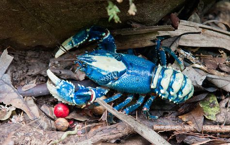 Lamington crayfish by danlmarmot, via Flickr Purple Squirrel, Aquarium Shrimp, Blue Lobster, Rare Fish, Rare Animals, Crustaceans, Animal Species, Freshwater Aquarium, Animal Pics