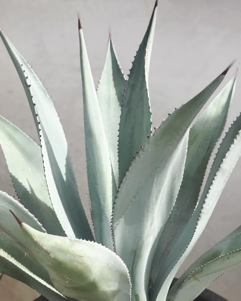 Agave Plant Aesthetic, Agave Art Paintings, Agave Aesthetic, Agave Plant Landscaping, Agave Painting, Agave Art, Spring California, African Safari Lodge, Agave Americana