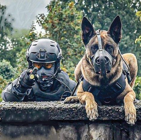 K 9 Dogs, Military Dogs Soldiers, All Black Dog, Bravo Team, Agent 00, Dna Project, K9 Officer, Dog Soldiers, Animal Wallpapers