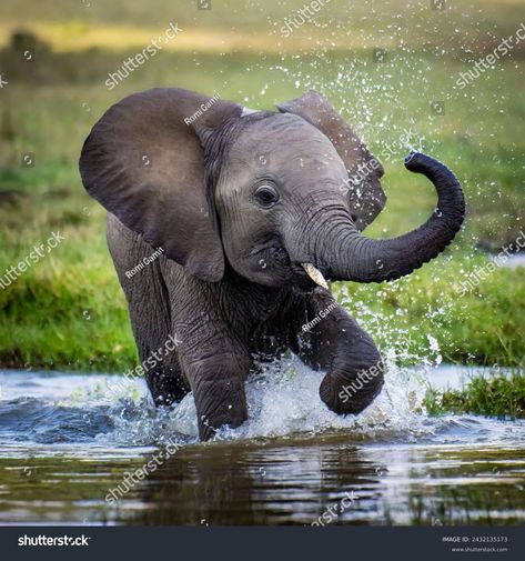 Cute Baby Elephant Playing Water Stock Photo 2432135173 | Shutterstock Baby Elephants Playing, Channel Art, Color Palette Generator, Holiday Illustrations, Personalized Books, Image House, Baby Elephant, Abstract Animals