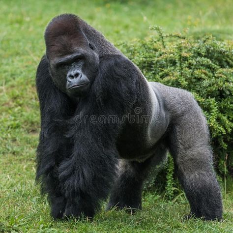 Photo about Gorilla in green grass watching you. Image of animal, chimpanzee, hairy - 135953716 Gorilla Aesthetic, Gorilla Photo, Aesthetic Monkey, Gorillas Art, Gorilla Tattoo, Silverback Gorilla, Mountain Gorilla, Great Ape, Majestic Animals