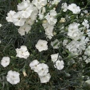 14 Beautiful Ivory Flowers | Balcony Garden Web Dianthus Caryophyllus, Bigleaf Hydrangea, Buttercup Flower, White Carnation, Seed Collection, Seed Shop, Types Of Roses, Nothing But Flowers, Carnation Flower