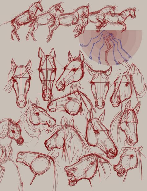 Horse sketches Horses Drawing Reference, Horse Designs Drawing, Horse Sketch Tutorial, Horse Head Drawing Tutorial, Horse Turnaround, Horse Head Illustration, Horse Reference Drawing, Horse Head Reference, Draw Horse Head