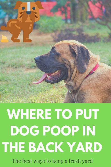 Dog Pooping In House, Dog Poop Area, Christmas Countdown Crafts, Backyard Dog Area, Dog Potty Area, Dog Poo, Dog Quotes Love, King Charles Dog, Dog Potty Training