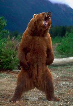 An Alaskan Brown Bear standing and growling Photo Ours, Alaskan Brown Bear, Wild Animals Attack, Bear Standing, Angry Bear, Bear Painting, Bear Attack, Animal Attack, Grizzly Bears