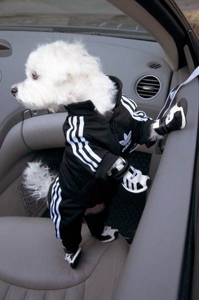 Adidas Sportswear and Sneakers for Small Dogs, Fun Pet Design Ideas Cute Maltese, Dog 101, Small Dog Accessories, Dog Outfits, Pet Design, Fancy Dog, Small Dog Clothes, Funny Pets, Small Puppies