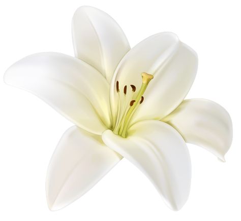 White Flower Png, Lilium Flower, White Lily Flower, White Lilly, Lilly Flower, Flower Icons, Flowers Png, Flower Therapy, White Lilies