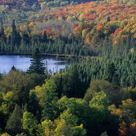 Why Minnesota is the Perfect Place for Forest Bathing | Explore Minnesota Northern Minnesota Aesthetic, Minnesota Countryside, Minnesota Forest, Stolen Focus, Wilderness Garden, Minnesota Scenery, Minnesota Aesthetic, Granola Lifestyle, Emily St John Mandel