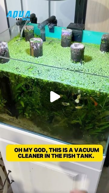 Aqua Layouts on Instagram: "Does your aquarium have them? #fish #fishtanks #fishlover #aquarium #viral #viralvideos #reels #aquariumfish #planttank" Cold Water Aquarium Fish, Fishtank Diy Decor, Diy Fish Tank Ideas, Aquarium Setup Ideas, Lego Fish, Turtle Aquarium, Aquarium Set, Fish Tank Terrarium, Diy Fish Tank