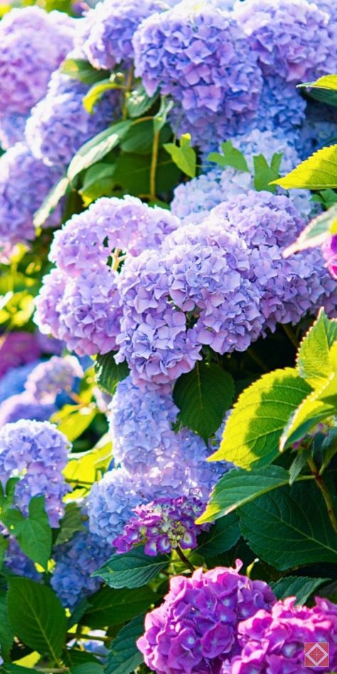 Discover the ultimate guide to fertilizing hydrangeas for stunning blooms. Learn the best times and methods to fertilize your hydrangea plants to ensure vibrant and abundant flowers. Save this pin for expert tips on hydrangea plant care and landscaping! Hydrangea Plant Care, Hydrangea Plant, Different Types Of Plants, French Hydrangea, Red Oak Tree, Big Leaf Hydrangea, Types Of Hydrangeas, Smooth Hydrangea, Endless Summer Hydrangea