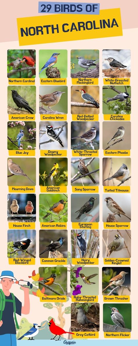 There are hundreds of birds that call North Carolina home. With over 482 birds in the state, North Carolina is a great place for bird watching. Check out Outforia latest article to know the 29 beautiful backyard birds of North Carolina North Carolina Birds, Birds Of North Carolina, North Carolina Animals, Wild Birds Backyards, Animals Name List, Backyard Birds Watching, Eastern Box Turtle, Backyard Birds Sanctuary, North American Birds