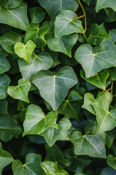 English Ivy (Hedera helix) is a classic and versatile addition to any home! 🌿🏡 With its trailing vines and lush green leaves, this plant is a delightful blend of timeless beauty and adaptability. Quick to thrive in various light conditions and bursting with air-purifying benefits, English Ivy is perfect for adding a touch of elegance to your indoor space. 🌱✨ #EnglishIvy #HederaHelix #IndoorPlants #EasyCare #AirPurifying #GreenHome #PlantLover English Ivy Aesthetic, Ivy Plant Aesthetic, Hedera Helix Ivy, Hedera Ivy, Ivy Aesthetic, Skimmia Japonica, Ivy Tree, English Ivy Plant, Flower List