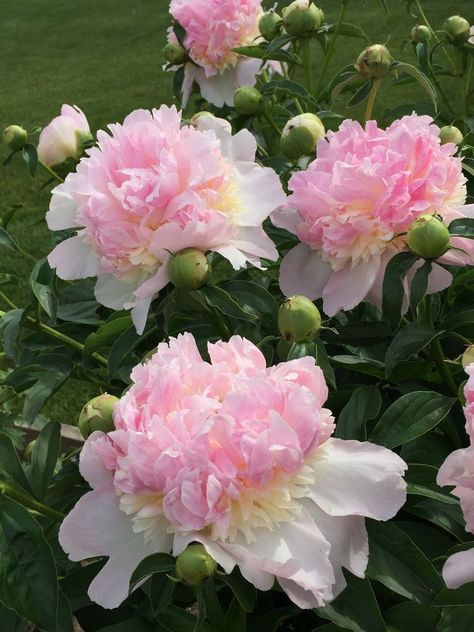 #flowers #peonies #aesthetic Makayla Core, Peonies Aesthetic, Cute Pink Flowers, Pretty Flowers Pictures, Flowers Peonies, Floral Tattoo Sleeve, Flower Icons, Flowers Blooming, Nothing But Flowers