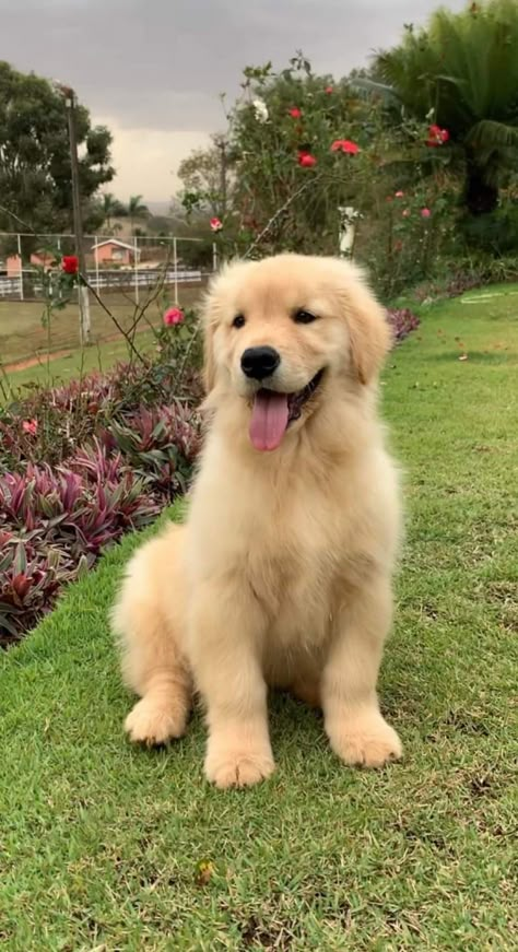 Perros Golden Retriever, Golden Retriever Baby, Cute Dogs Images, Golden Puppy, Really Cute Puppies, Cute Small Animals, Cute Animals Puppies, Very Cute Dogs, A Golden Retriever