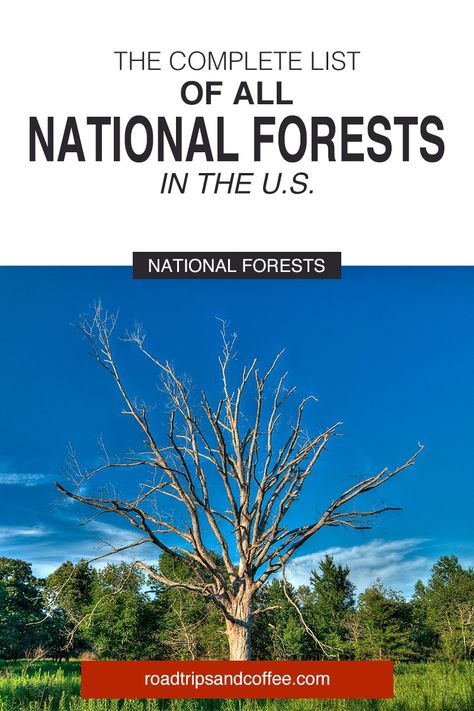 Have you ever wondered if there was a national forest near you? This complete list of all 154 national forests in the U.S. will help you figure out what is nearby and includes links to find out more information for your next adventure. #travel #nationalforests #GoForaDrive Us National Forests, Scenic Byway, Travel Checklist, Summer Road Trip, Forest Service, Natural Pool, Road Trip Itinerary, Rv Life, Scenic Drive