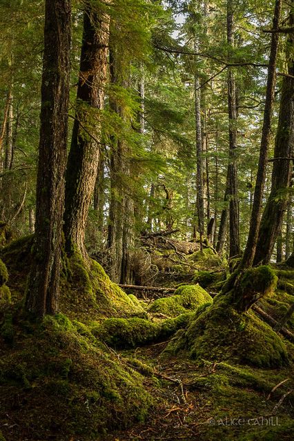 Temperate Rainforest | We took one trip onshore to visit the… | Flickr Lush Forest Aesthetic, Ivan Painting, Frog Sanctuary, Rain Forest Aesthetic, Optimism Art, Forest Scape, Temperate Deciduous Forest, Temperate Forest, Rainforest Biome