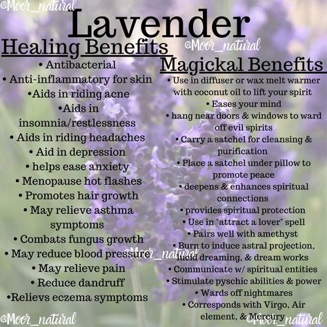 Healing & Magickal Benefits of Lavender Lavender Herb Benefits, Lavender Incense Benefits, Lungwort Benefits, How To Use Fresh Lavender, Lavender Properties, Lavender Tea Benefits, Magical Properties Of Herbs, Herbalism Recipes, Herbal Flowers