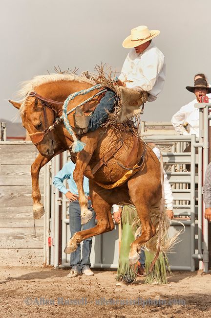 Will James Roundup, Ranch Rodeo, Ranch Bronc Riding, Hardin, Montana, Quinn Larsen. Saddle Bronc, The Cowboy Way, Bronc Riding, Rodeo Time, Montana Ranch, Cowboy Life, Rodeo Cowboys, Bucking Bronco, Real Cowboys