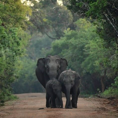 #Srilanka #Tourisum National Park is the most visited and second largest national park in Sri Lanka, bordering the Indian Ocean. The park consists of five blocks, ... Location: Southern and Uva Provinces, Sri Lanka Area: 978.807 km2 (377.919 sq mi) Sri Lanka Wildlife, Sri Lanka Elephants, Yala National Park Sri Lanka, Sri Lanka Travel Photography, Sri Lanka Aesthetic, Cactus Prints, Sri Lanka Holidays, Travel Sri Lanka, Wild Elephant