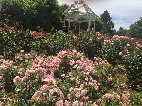 BST on Instagram: “I can smell this picture” Pink Cottagecore, Cottagecore Aesthetic, Spring Aesthetic, + Core + Aesthetic, Raised Beds, Nature Aesthetic, Pretty Places, Dream Garden, Aesthetic Photo