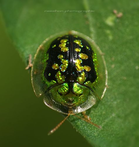 Tortoise Beetles are some of my favorites and this Mottled Tortoise Beetle is no exception. Instrumental Music Songs, Beetle Photo, Beautiful Beetles, Richard Webber, Tortoise Beetle, Weird Insects, Woodlice, Butterflies Activities, Insect Collection