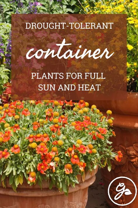 Worried your pot-based annuals and perennials are going to feel the burn this summer? Try these drought-tolerant container plants for full sun and heat – and let the good times roll! Drought Tolerant Potted Plants Full Sun, Container Flowers Full Sun, Container Plants Full Sun, Plants For Full Sun And Heat, Full Sun Annuals For Pots, Perennials For Pots, Full Sun Drought Tolerant Plants, Potted Plants Full Sun, Plants For Full Sun