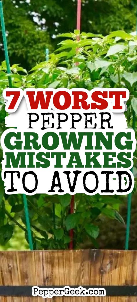 If you’re new to growing peppers, I want to help you avoid the most common mistakes. In this article, I’ll go over 7 common pepper growing mistakes, and what you should do instead. Let’s get into it! Green Peppers Growing, Green Pepper Growing Tips, Pepper Garden Layout, How To Grow Green Peppers, Pepper Garden Ideas, Growing Peppers In Containers, Growing Peppers In Garden, Pepper Plant Support, How To Grow Peppers