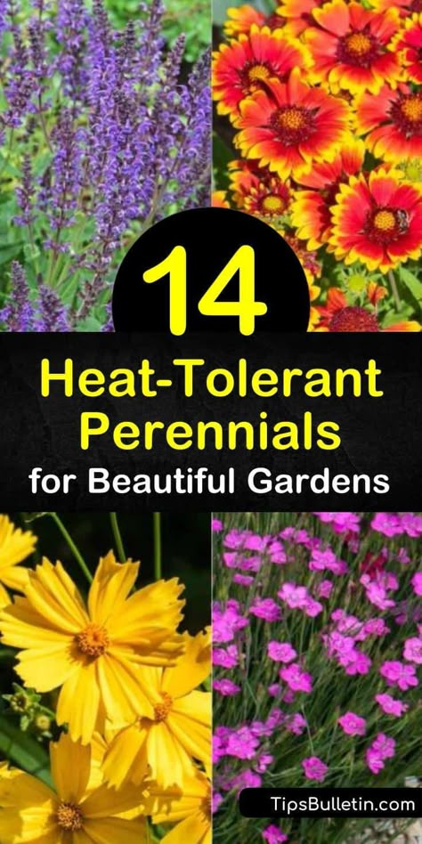 Heat Tolerant Perennials, Heat Tolerant Flowers, Heat Tolerant Plants, Perennial Garden Plans, Drought Tolerant Perennials, Full Sun Perennials, Best Perennials, Sun Perennials, Outdoor Flowers