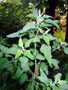 Lambs Quarters, Medicinal Weeds, Wild Food Foraging, Herbal Apothecary, Natural Healing Remedies, Food Forest, Wild Edibles, Vegetable Seeds, Herbs For Health