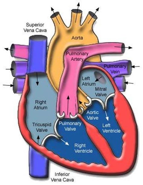 Medicine Studies, Heart Anatomy, The Human Heart, Respiratory Therapy, Human Anatomy And Physiology, Medical Coding, Medical Anatomy, Nursing Tips, Anatomy Physiology