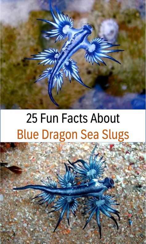 Over 25 amazing fun facts about Blue Dragon Sea Slugs, 25 fun facts about Blue Dragon Sea Slugs for kids, plus learn more about where they live, what they eat, what they do, and so much more! #funfacts #bluedragon #seaslugs Blue Dragon Nudibranch, Blue Dragon Slug, Blue Dragon Sea Slug Tattoo, Blue Nudibranch, Sea Slug Art, Blue Dragon Sea Slug, Blue Sea Dragon, Dragon Design Ideas, Deep Ocean Creatures