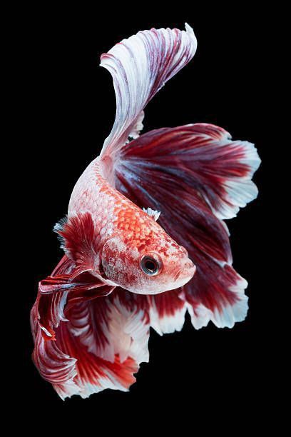 Pretty Betta Fish, Fish Photography, Betta Fish Types, Pretty Fish, Betta Fish Care, Betta Fish Tank, Carpe Koi, Fish Care, Beautiful Sea Creatures