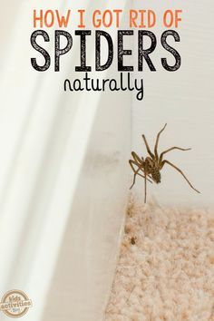 Spiders Repellent Diy, Spider Repellant, Natural Spider Repellant, Spider Repellent, Spider Spray, Repellent Diy, Spiders Repellent, Get Rid Of Spiders, Apartment Decoration