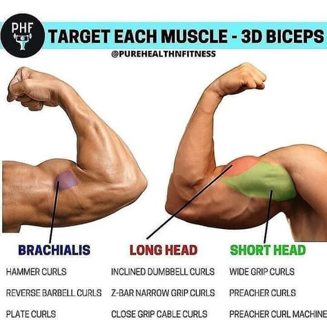 We always recommend the compounds like pull ups and rows for bicep growth... but this is a nice graphic showing how different isolation movements hit different heads.  When starting on a muscle-building program, one of the key body parts that many people want to place a large focus on are the biceps. The biceps tend to be a highly noticed muscle group by others, so if you have nicely developed arms, people are going to know you're on top of your workout game. Big Biceps Workout, Bicep Workout, Bicep Muscle, Trening Sztuk Walki, Big Biceps, Workouts For Men, Gym Workout Chart, Gym Workouts For Men, Arm Workouts