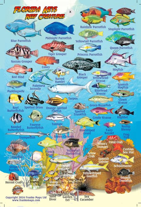 Florida Keys Mini Fish Card Fish Chart, Fish Card, Fishing Cards, Types Of Fish, Ocean Creatures, Marine Animals, Red Sea, Cozumel, Sea Fish