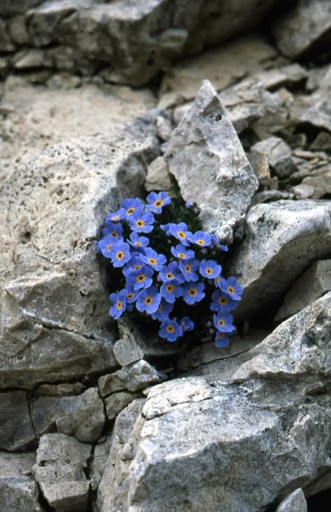 Rock Garden Plants, Rock Flowers, Flowers Growing, Nothing But Flowers, Trending Pins, Pretty Plants, Nature Aesthetic, Rock Garden, Flowers Photography