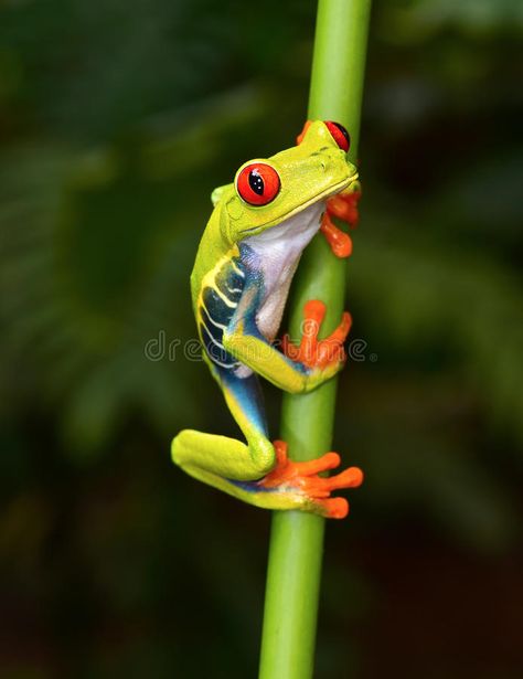 Red eyed tree frog on branch, cahuita, costa rica. The red eyed tree frog or gau , #AFFILIATE, #cahuita, #branch, #rica, #costa, #eyed #ad Tree Frog Art, Red Eyed Frog, Tree Frog Tattoos, Frog Facts, Frog Habitat, Frog Species, Cahuita, Green Tree Frog, Red Eyed Tree Frog