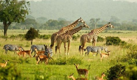 Savanna Diorama, Nature To Draw, Egypt Desert, Murchison Falls, Zoo Giraffe, Safari In Africa, Safari Holiday, Serengeti Tanzania, Animal Landscape