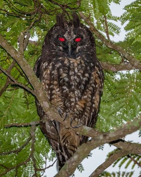 Natures Gnarly no Instagram: “The Stygian Owl 👹 - Image ©️ by @eigi.iwasaki Their eyes are actually yellow, but appear red/orange in the sunlight. #naturesgnarly” Stygian Owl, Terrifying Pictures, Harpy Eagle, Scary Animals, Owl Eyes, Cool Animals, Pretty Animals, Animal References, Birds Of Prey