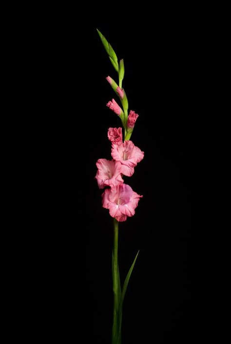 Pink Gladiolas.  To view our entire selection, visit us at www.starflor.com  #flowers Gladiolas Flower, Pink Gladiolus Flower, Gladiola Flower, Gladiolus Tattoo, Flowers For Painting, Gladiolus Flower, Flower Identification, Foto Transfer, Gladioli